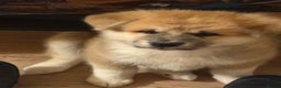 Akita dogs for sale: Akita puppy - Advert 4