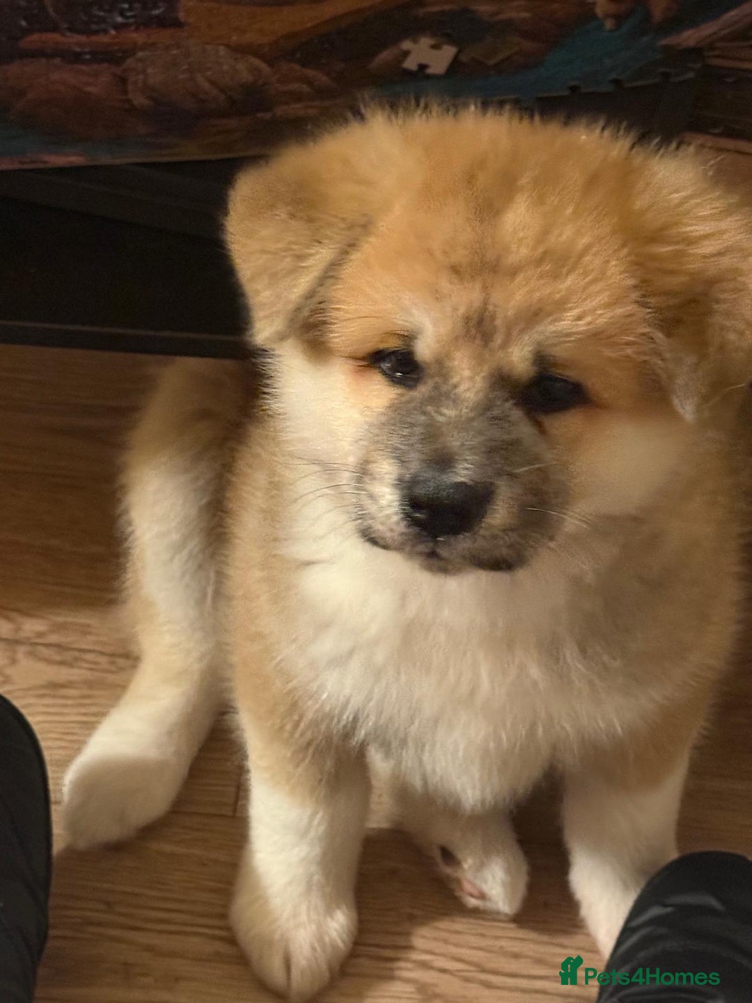 Akita dogs for sale: Akita puppy - Advert 4