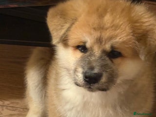 Akita dogs Akita puppy - Advert 2