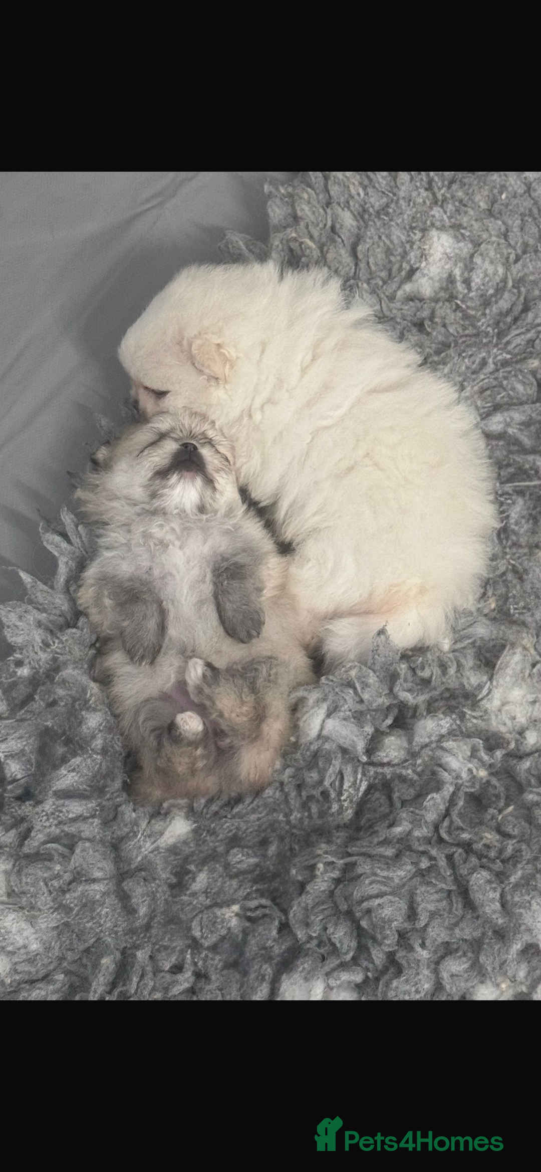 Pomeranian dogs for sale: Kc micro teddy bear pom  - Image 3
