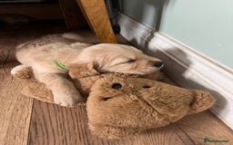 Golden Retriever dogs for sale: Gorgeous Working Type Golden Retriever Puppies  - Image 17