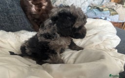 Cockapoo dogs for sale: 2 Male F2 Rare Merle Cockapoo Pups - Image 2