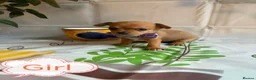 Chihuahua dogs for sale: Chihuahua puppies - Advert 30
