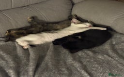 British Shorthair cats for sale: Beautiful cute British shorthair kittens for sale  - Advert 5