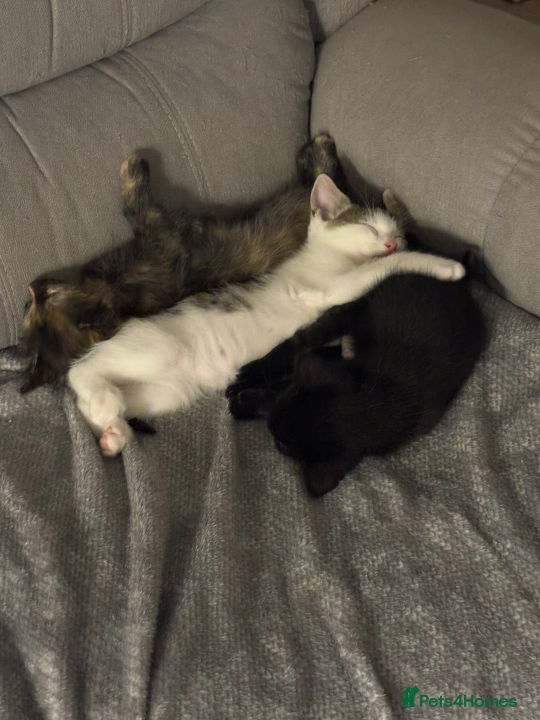 British Shorthair cats for sale: Beautiful cute British shorthair kittens for sale  - Advert 5