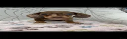 Miniature Dachshund dogs for sale: Miniature Dachshund - Advert 9