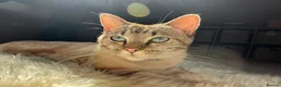Mixed Breed cats for sale: Neutered male cat  - Advert 1