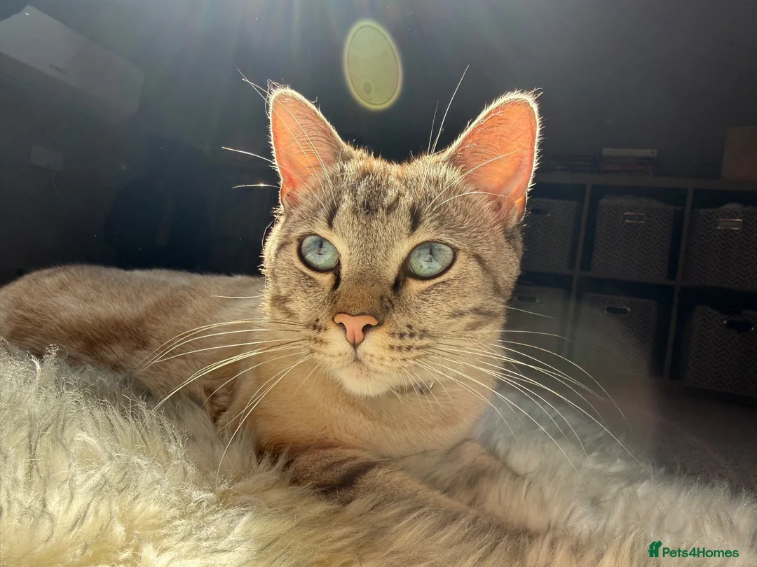 Mixed Breed cats for sale: Neutered male cat  - Advert 1