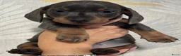 Dachshund dogs for sale: Dachshund puppies - Advert 6