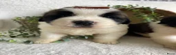 Saint Bernard dogs for sale: STUNNING ST BERNARD PUPPIES - Advert 14