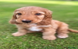 Cockapoo dogs for sale: Cockapoo Pups - Image 4