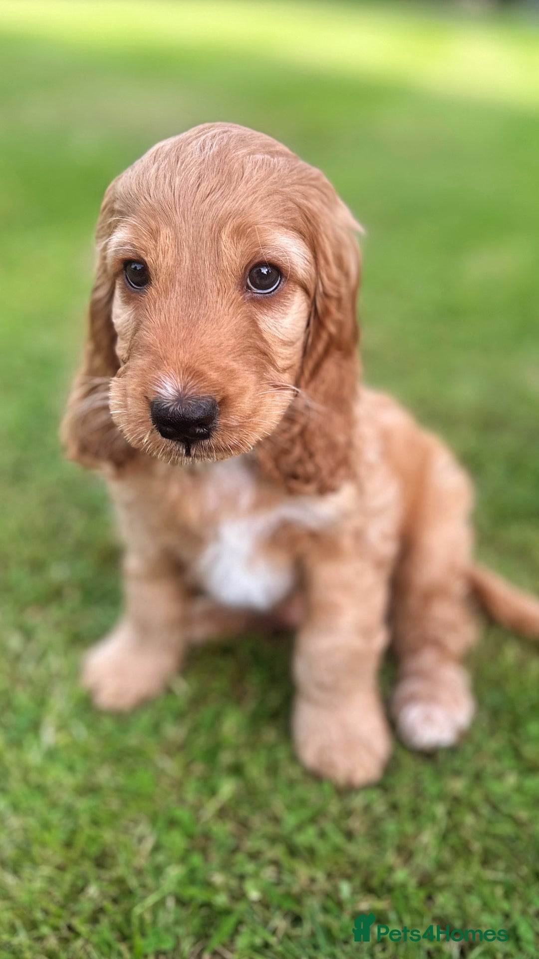 Cockapoo dogs for sale: Cockapoo Pups - Image 4