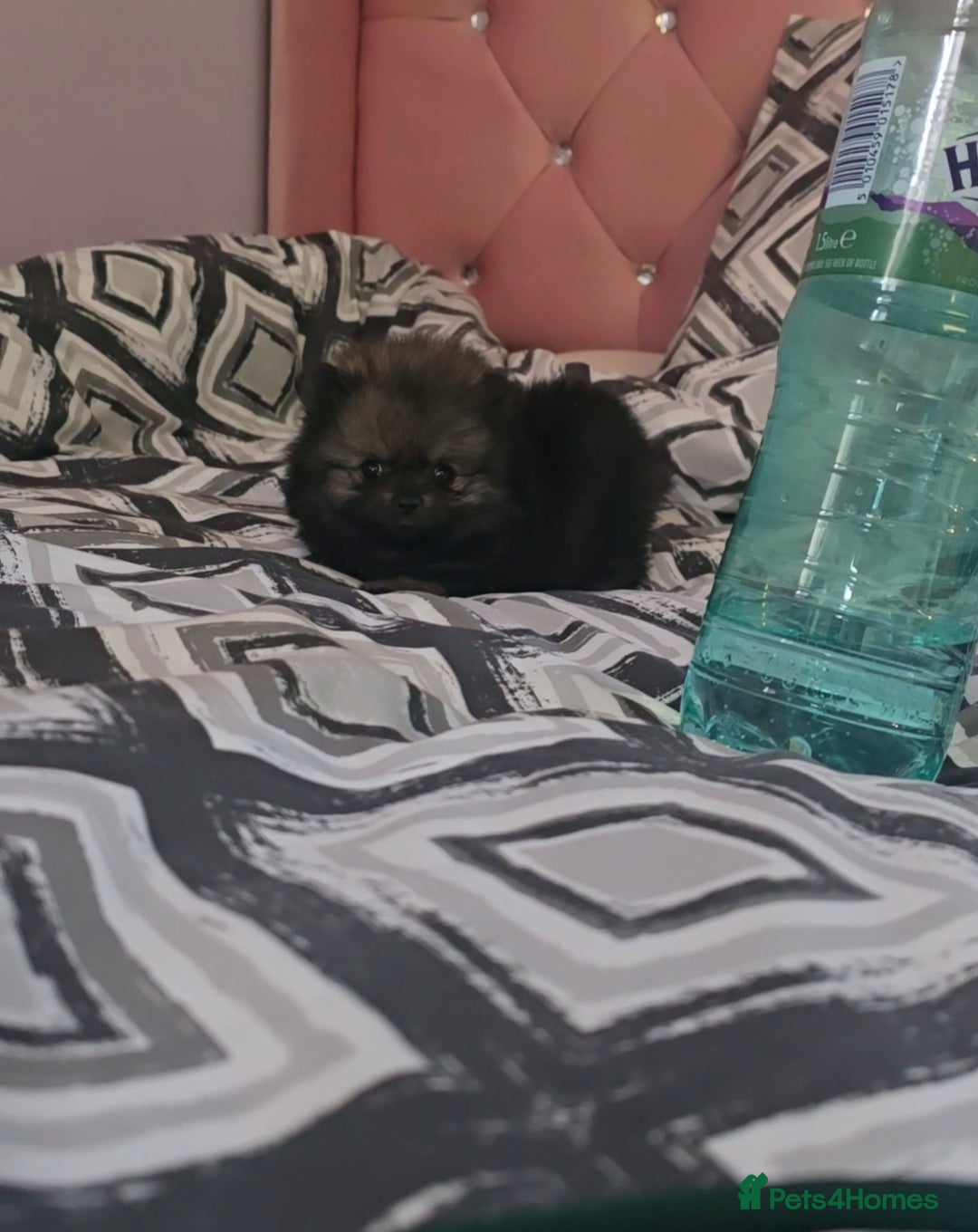 Pomeranian dogs for sale: Pomeranian 1 boy left 🤍 40+🏆lines - Advert 12