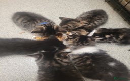 British Longhair cats for sale: Kittens  - Image 20
