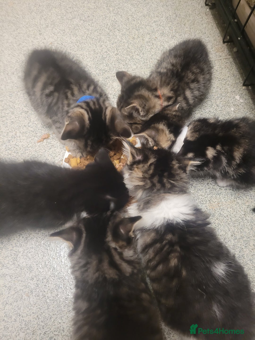 British Longhair cats for sale: Kittens  - Image 20
