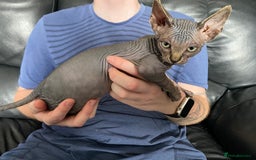 Sphynx cats for sale: Beautiful sphynx kittens - Image 10