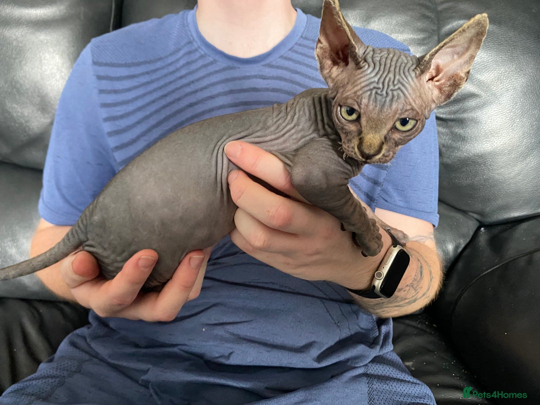 Sphynx cats for sale: Beautiful sphynx kittens - Image 10