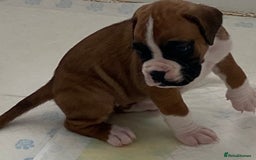 Boxer dogs for sale: Kc Boxer puppy’s bobtail and long licensed breeder - Image 14