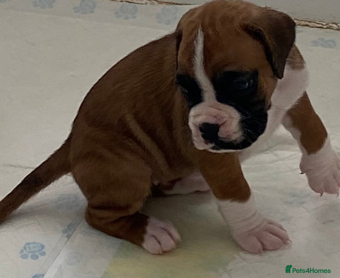 Boxer dogs for sale: Kc Boxer puppy’s bobtail and long licensed breeder - Image 14