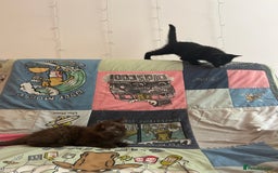 Mixed Breed cats for sale: 5 Beautiful, Fluffy Kittens For Sale! - Image 20