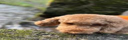 Goldendoodle dogs for sale: Toastie in Liverpool - Advert 6
