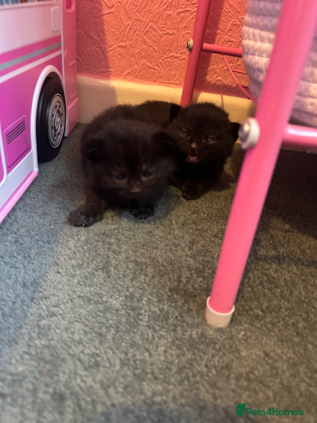 Mixed Breed cats for sale: Black male kitten  - Advert 1