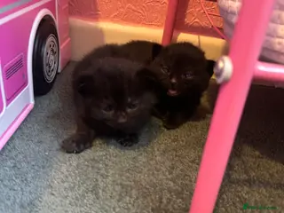 Mixed Breed cats Black male kitten - Advert 2