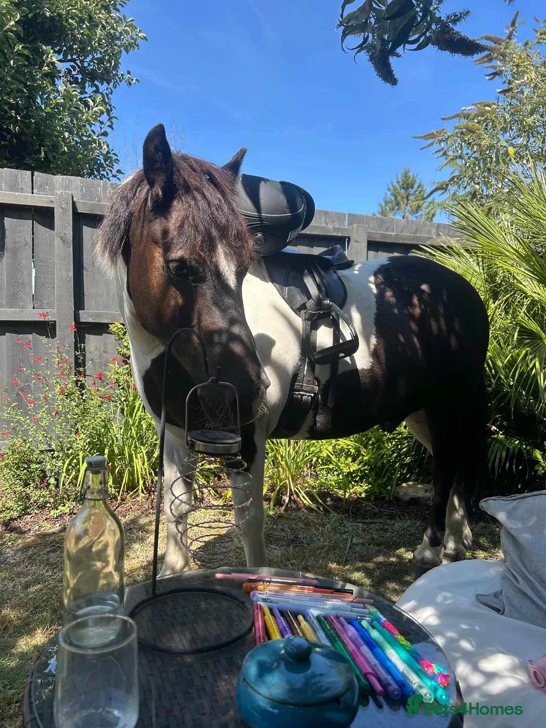 Dartmoor horses for sale: Beautiful piebald gelding  - Advert 2