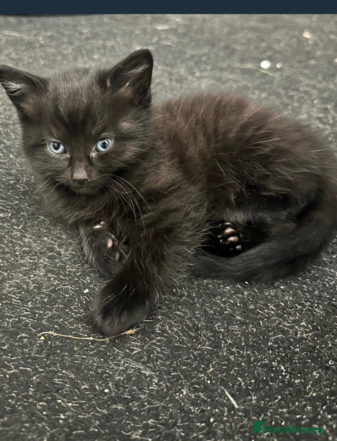 Maine Coon cats for sale: Gray Kittens  - Advert 4