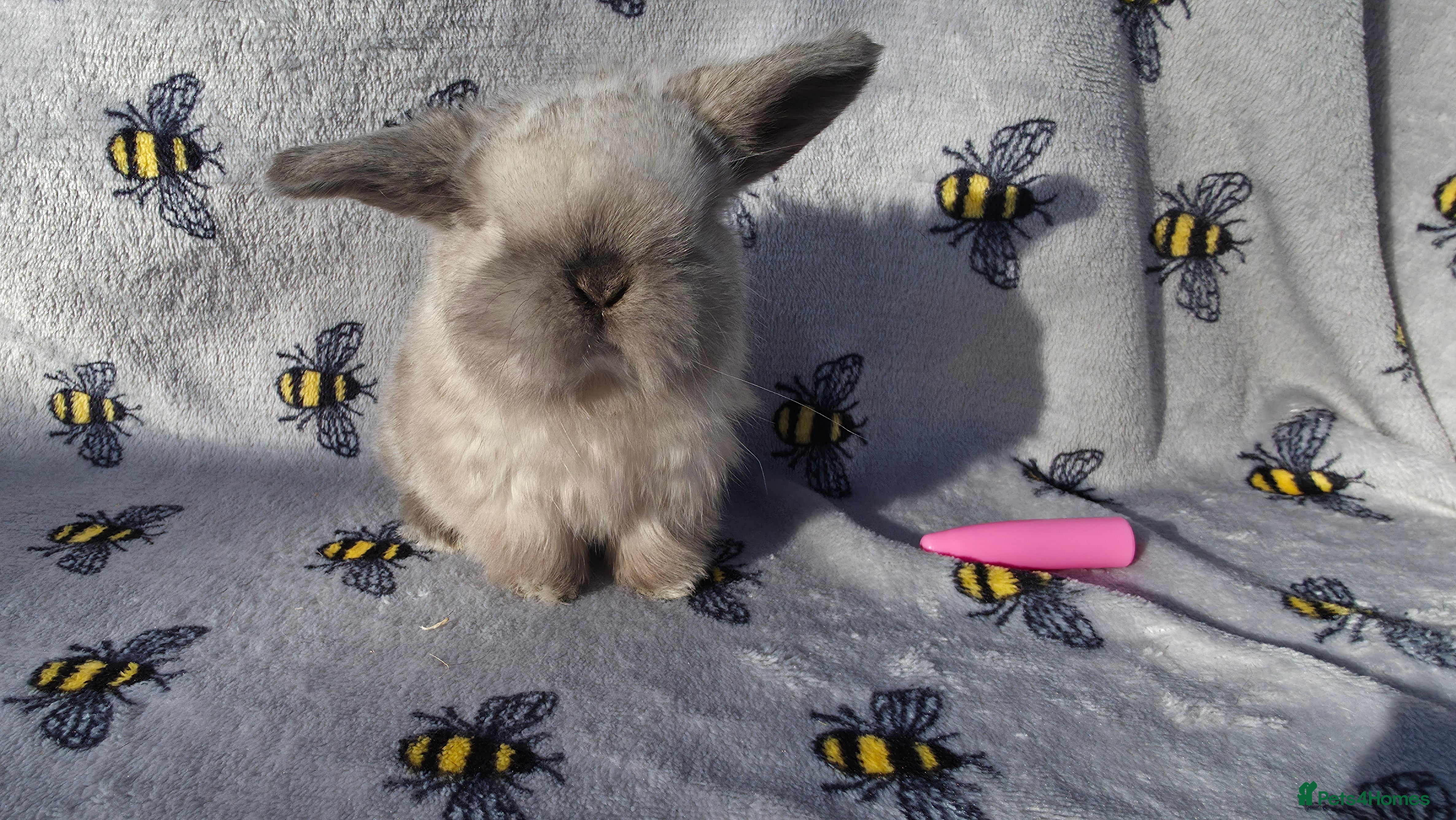 Mini Lop rabbits Beautiful pedigree Mini Lops  - Advert 2