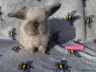 Mini Lop rabbits Beautiful pedigree Mini Lops - Advert 2