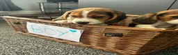 Beagle dogs for sale: Beagle puppies - Advert 26