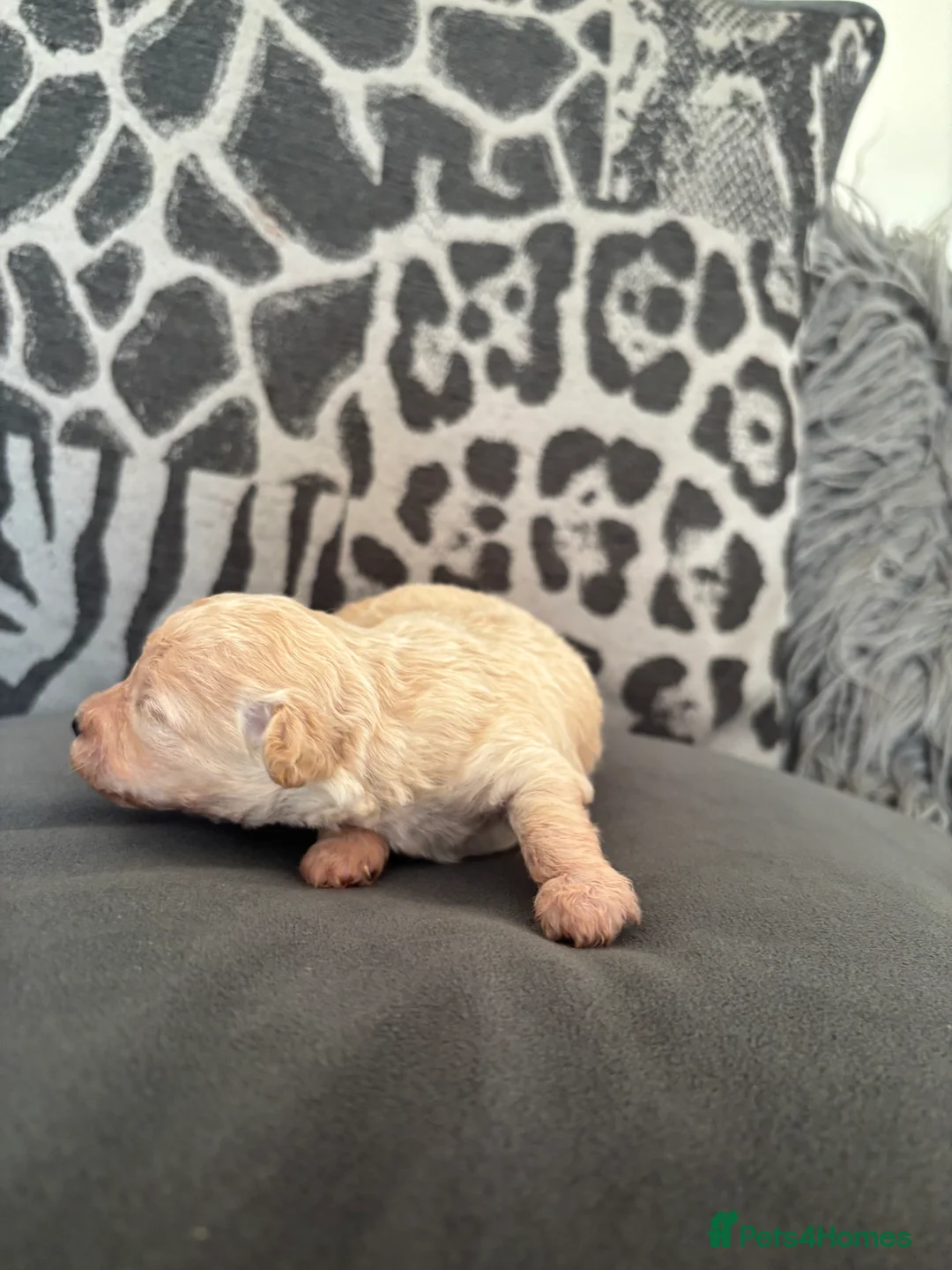 Toy Poodle dogs for sale: Exquisite Asian Toy Poodle  - Advert 11