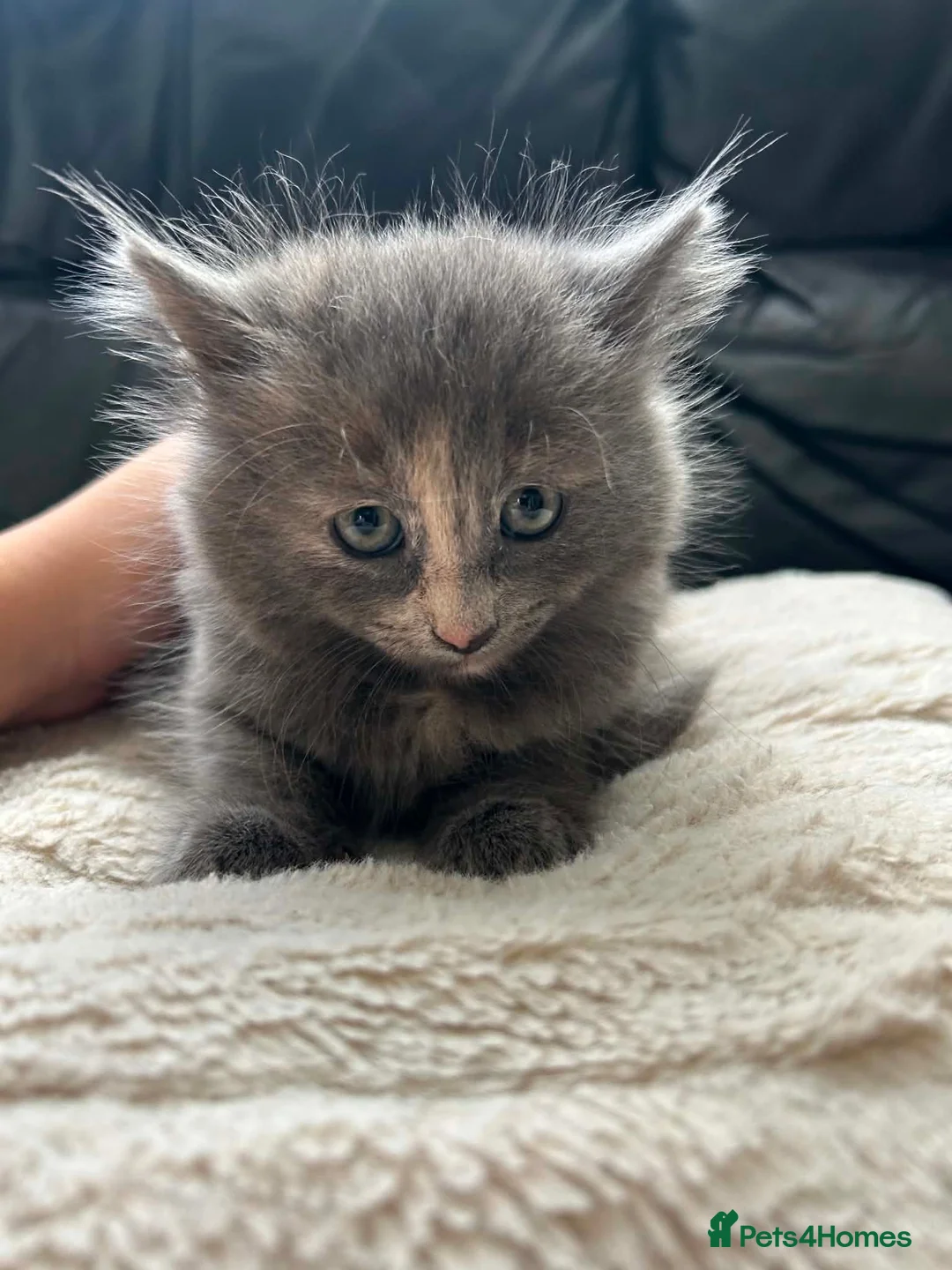 Russian Blue cats for sale: Russiqn blue female kitten  - Advert 2