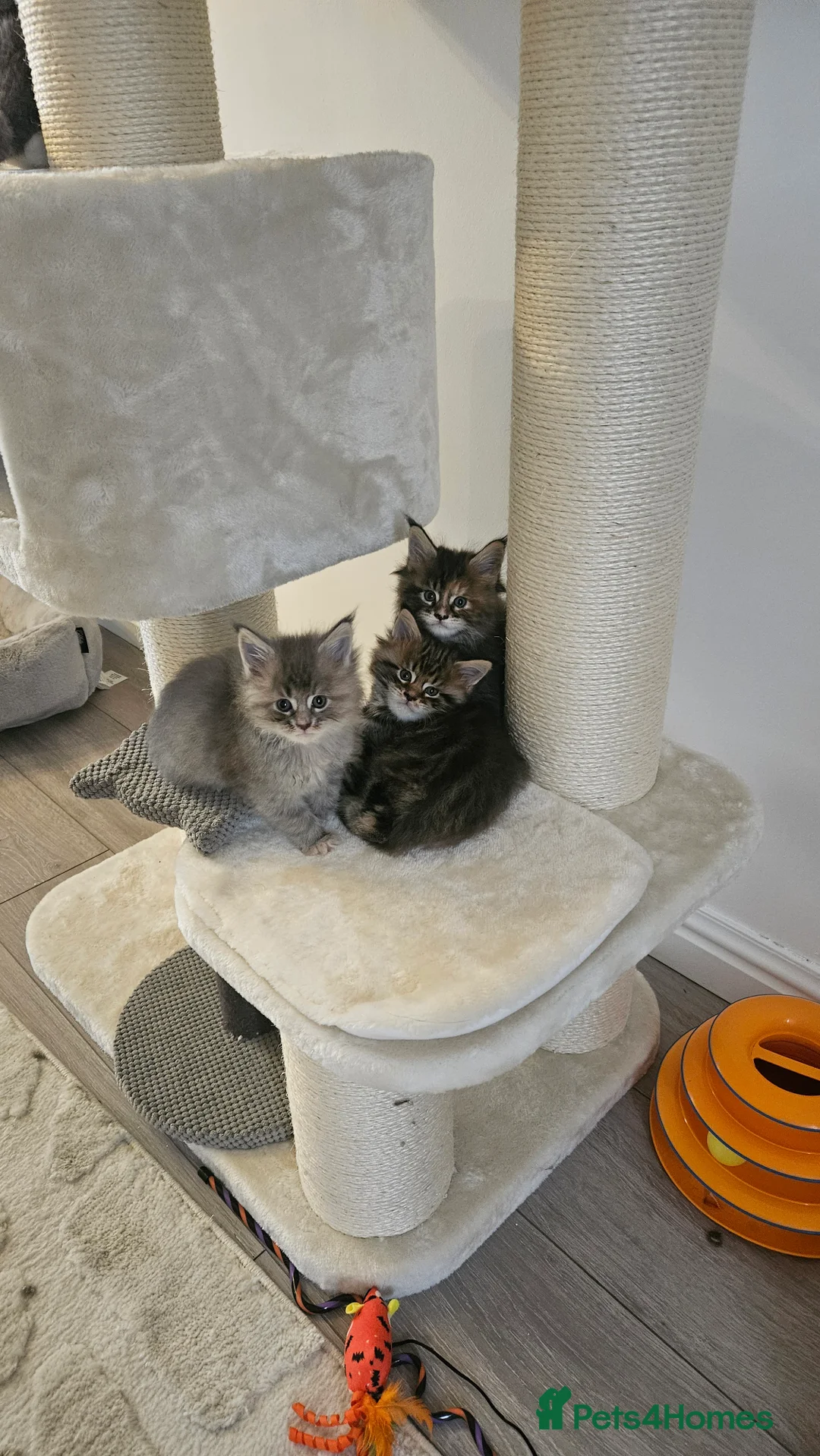 Maine Coon cats for sale: Adorable Main coon kittens - Advert 16