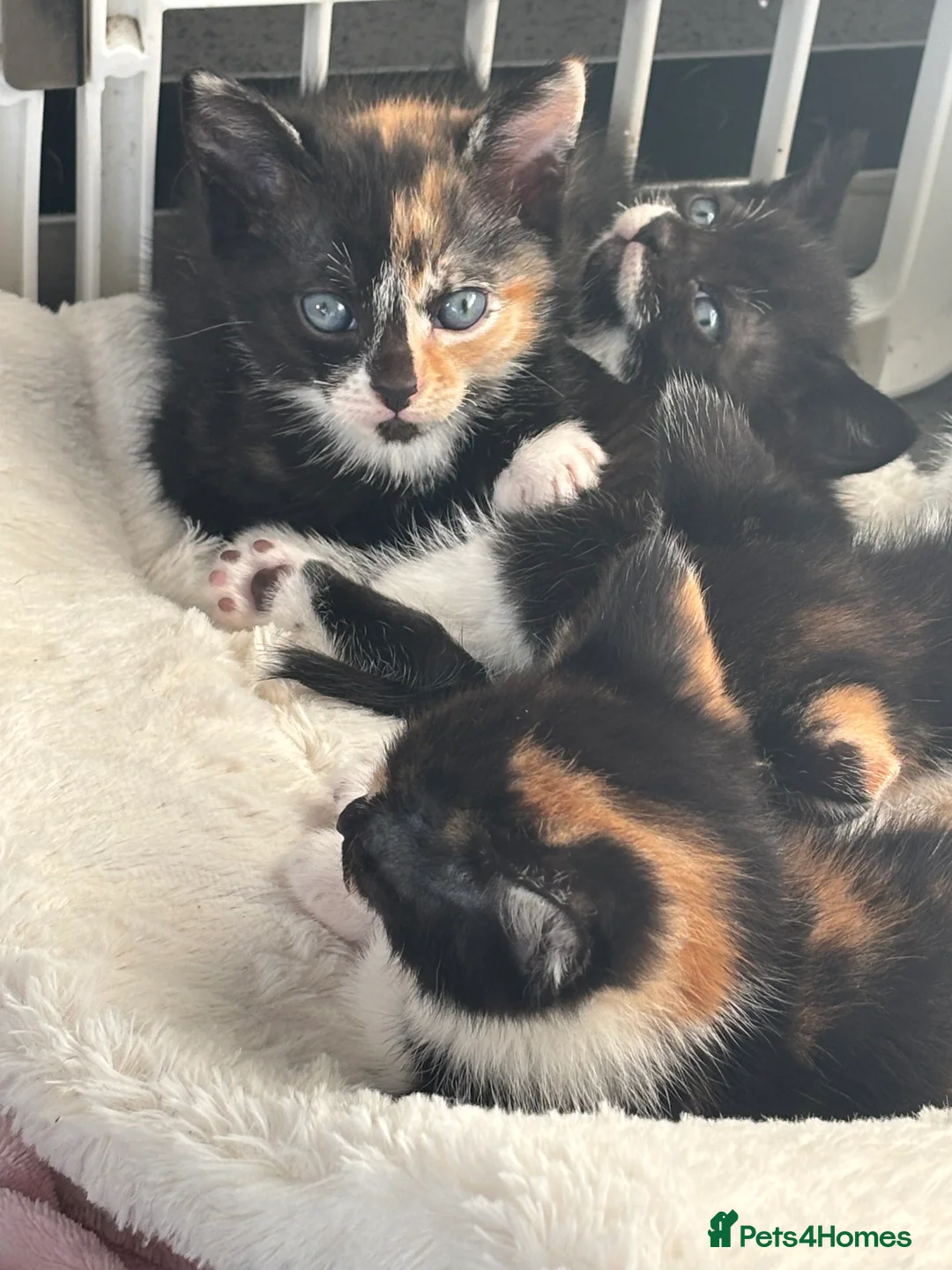 Domestic Shorthair cats for sale: Domestic kittens - Advert 4
