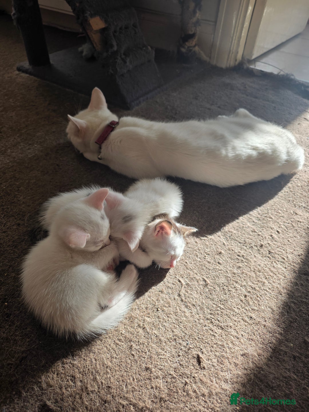 Turkish Angora cats for sale: White Turkish Angora kittens 😸 😍 ♥️  - Advert 8