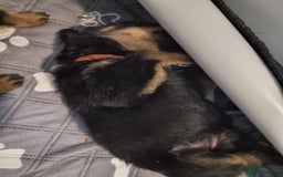 Rottweiler dogs for sale: Rottweiler  - Image 9