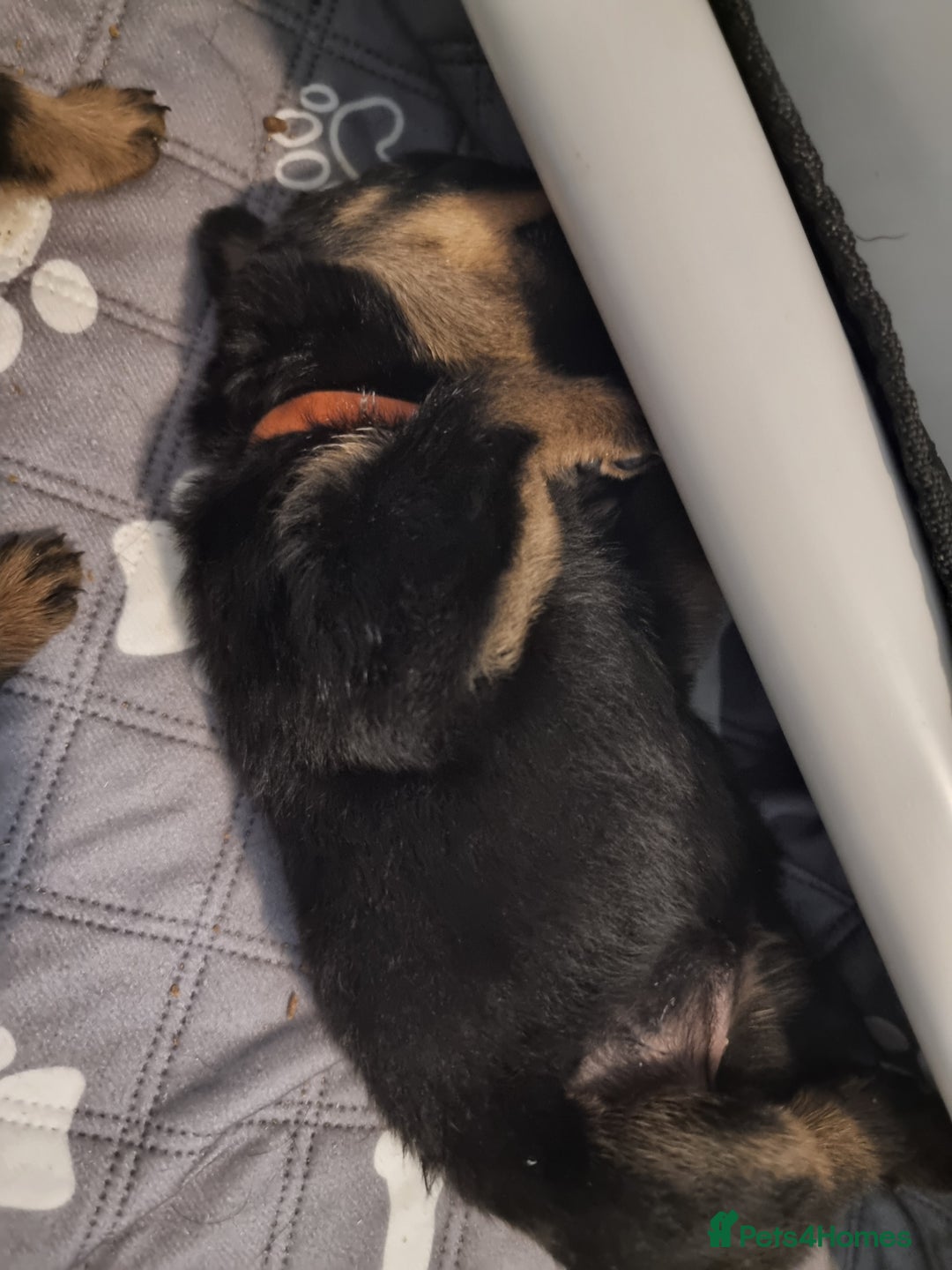 Rottweiler dogs for sale: Rottweiler  - Image 9