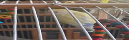 Lovebirds birds for sale: Love birds pair  in Wigan - Advert 8