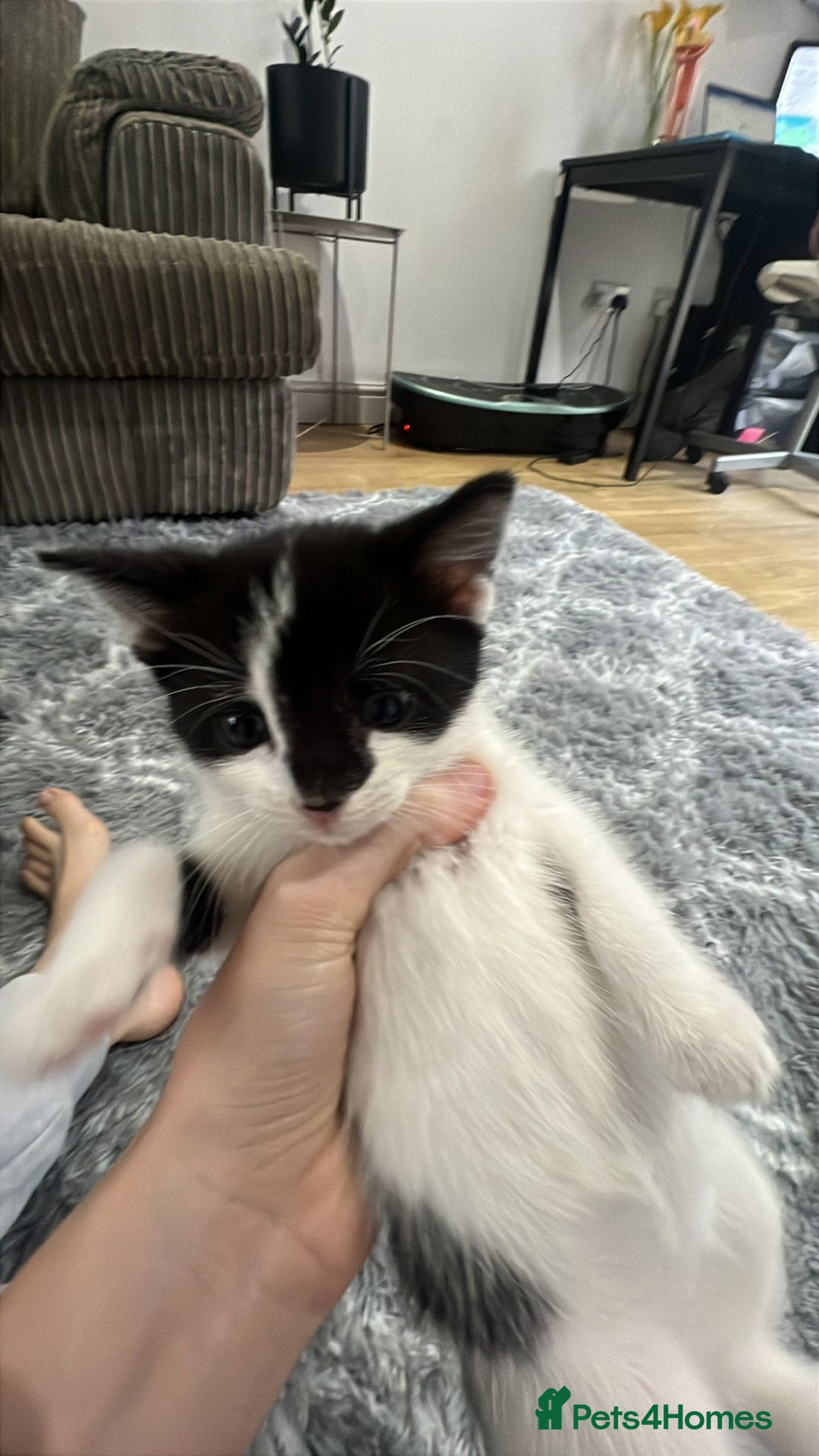 Mixed Breed cats for sale: 5 month old beautiful female  - Advert 2