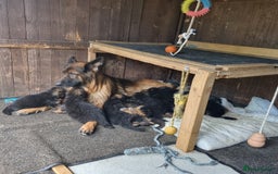 German Shepherd dogs for sale: Gorgeous 10 GSD Puppies Looking For Their Homes - Image 5