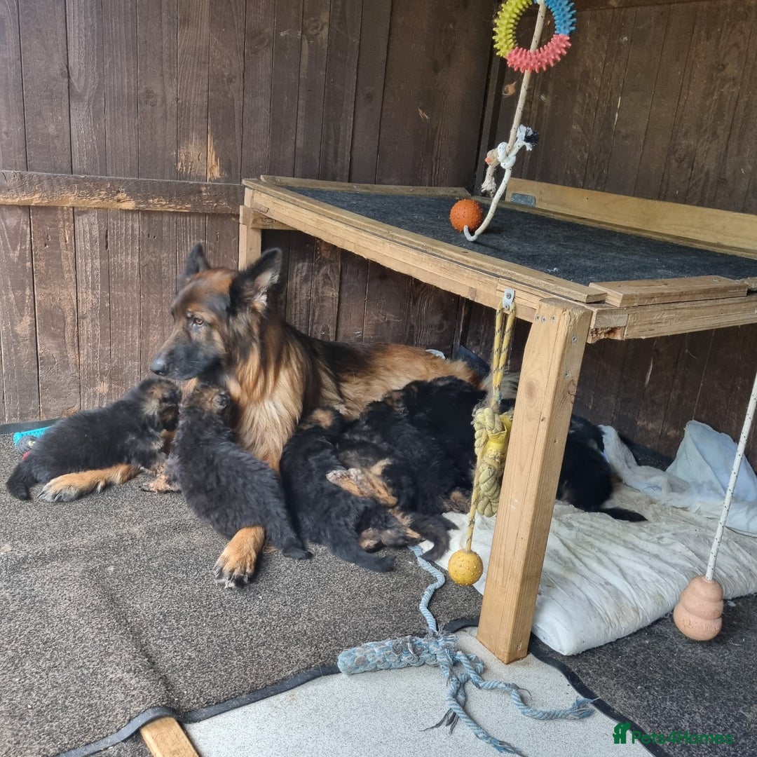 German Shepherd dogs for sale: Gorgeous 10 GSD Puppies Looking For Their Homes - Image 5