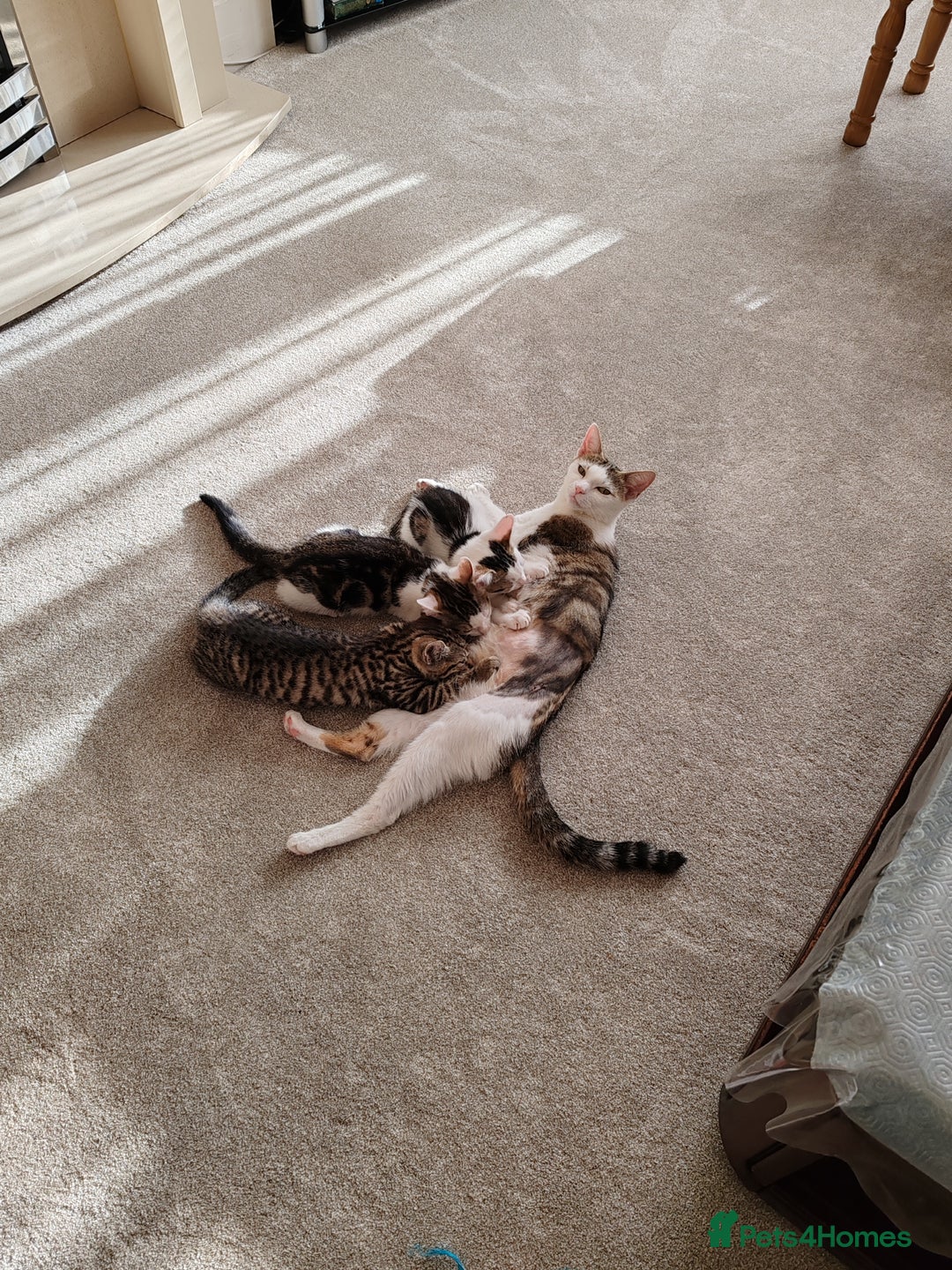 Domestic Shorthair cats for sale: 5 month old female kittens for sale  - Image 3