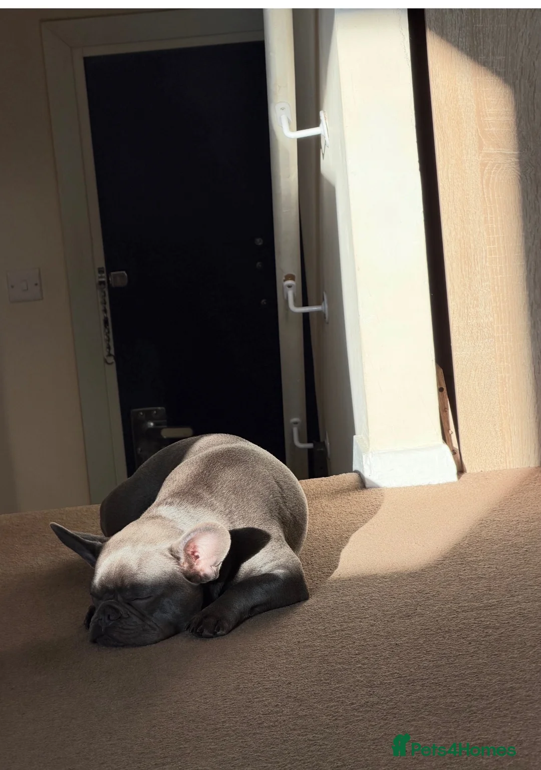 French Bulldog dogs for sale: Winston-1,5 years Frenchie looking for his home ❤️ - Advert 8
