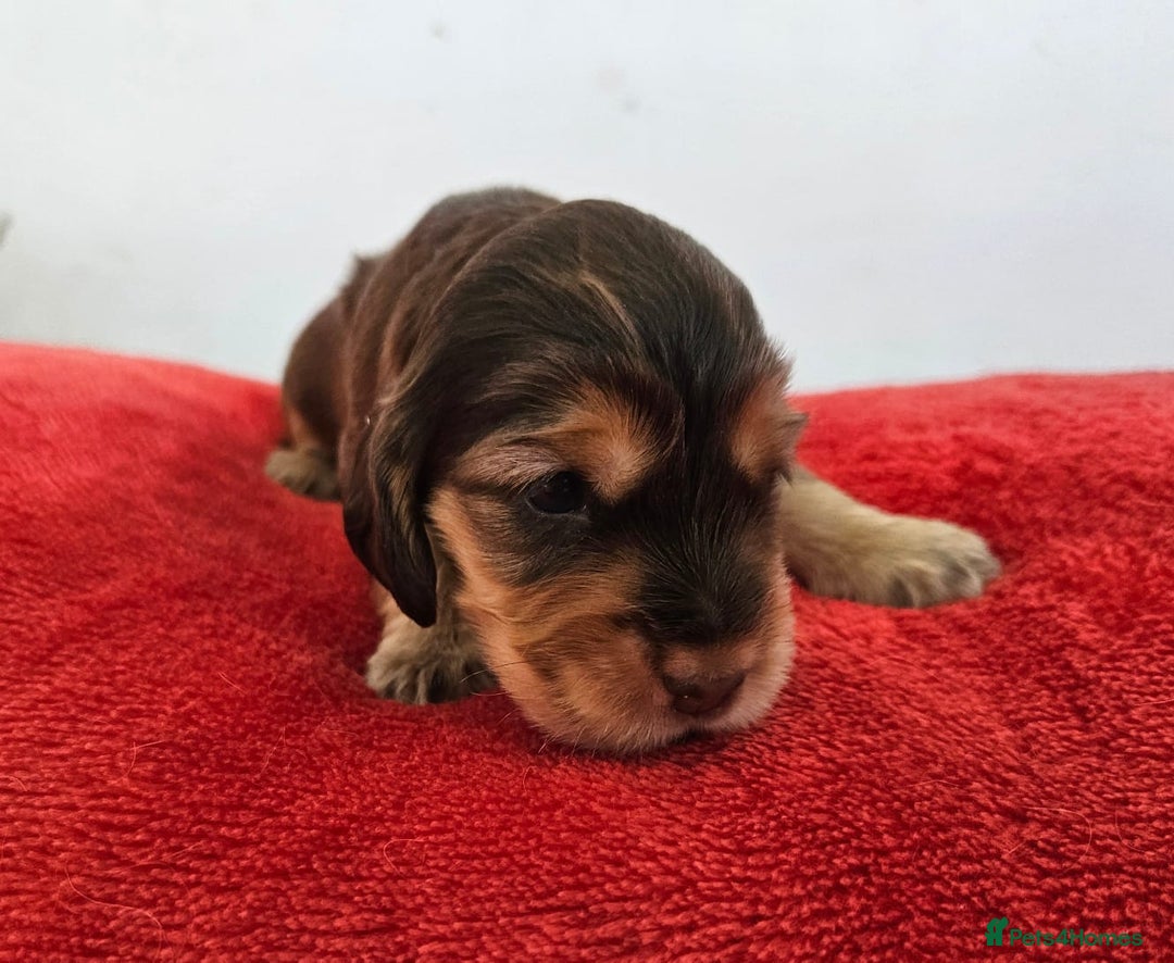 Cocker Spaniel dogs for sale: Quality Sable Show Cocker spaniel Puppies - Image 4