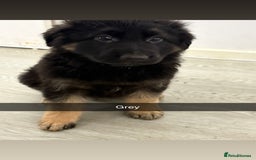 German Shepherd dogs for sale: Beautiful black/tan German shepherd pups for sale  - Image 2