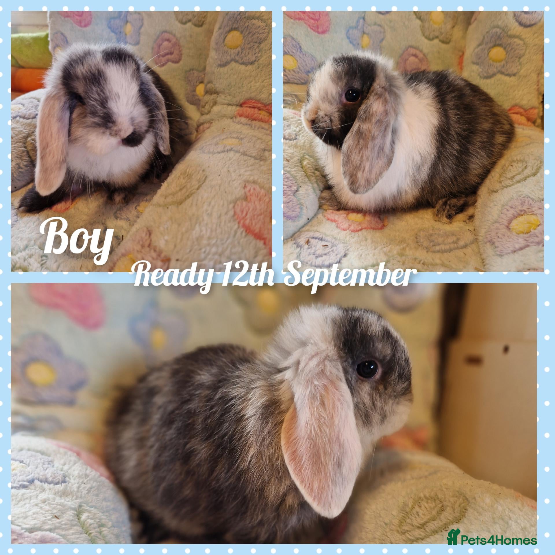 Mini Lop rabbits Mini lop kits  - Advert 2