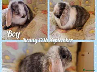 Mini Lop rabbits Mini lop kits - Advert 2