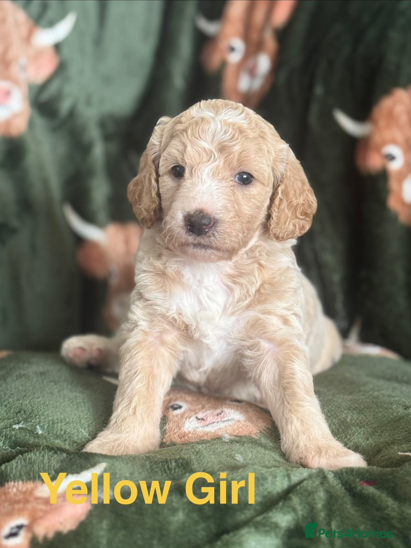 Goldendoodle dogs 🐾 GORGEOUS GOLDENDOODLE PUPPIES  - Advert 3